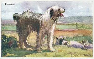 Geographia: Sheepdog