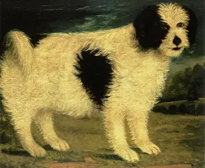Canines: Sheepdog