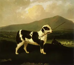 Canines: Sheepdog Carrying his Shepherd's Crook
