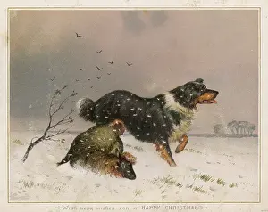 Barks: SHEEPDOG FINDS SHEEP