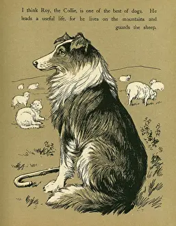 Collies: Sheepdog guarding flock of sheep