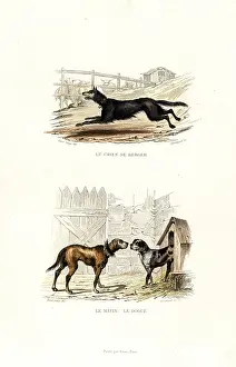 Pourrat: Sheepdog and mastiff breeds