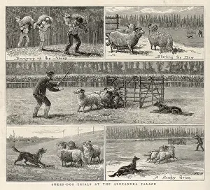 SHEEPDOG TRIALS