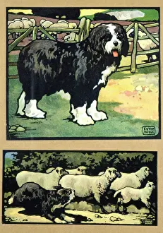 Sheepdogs: Sheepdogs and sheep