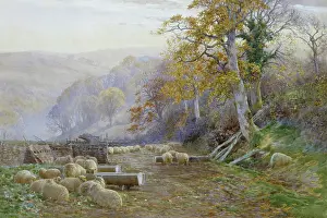 Fenced: The Sheepfold ' landscape with sheep