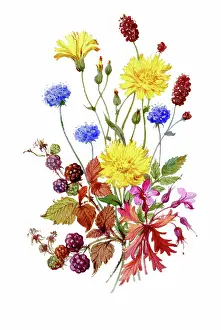 Burnet: Sheeps bit scabious, blackberry, herb robert