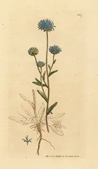 Scabious: Sheep's-bit or sheep's scabious, Jasione montana