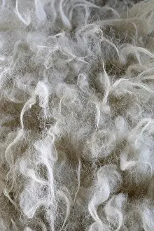 Ariege: Sheepskin, workshop, Laines Paysannes, Ariege, France