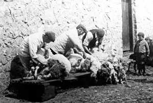 Shearing: sheering sheep