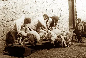Shearing: sheering sheep