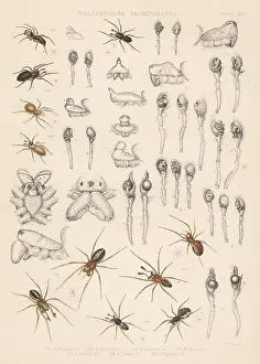 Arachnology: Sheet weaver, dwarf and long-jawed orbweaver spiders