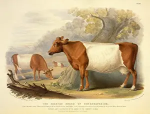 Somersetshire: The Sheeted Breed of Somersetshire