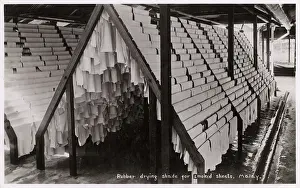 Smoked: Sheets of Rubber drying on racks - Malaysia