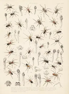 Arachnology: Sheetweaver spiders, dwarf spiders, etc