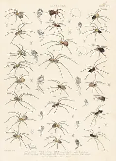 Arachnology: Sheetweb spider, invisible spider, cavity spider, etc