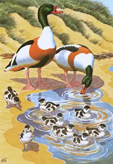 Swims: Shelduck