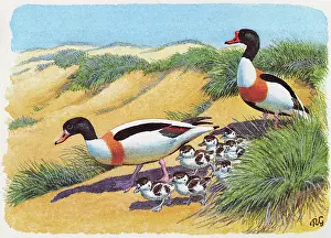 Shelducks: Shelduck Family