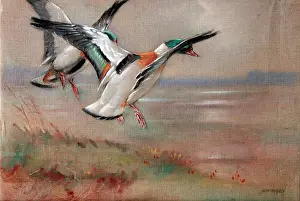 Shelduck: Birds