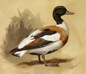 Tadorna: A Shelduck, Tadorna tadorna