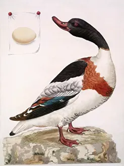 Christiaan: Shelduck, Tadorna tadorna