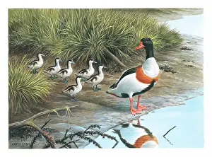 Shelduck: Shelduck and young
