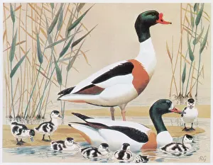 Gillmor: Shelducks