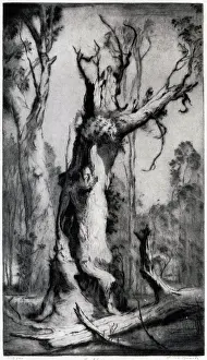Gnarled: The Shell