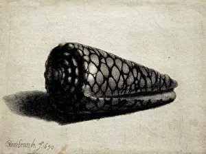 Rembrandt: The Shell (Conus marmoreus), by Rembrandt