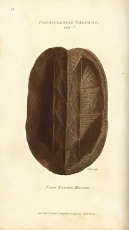 Pennsylvanian: Shell of the Eastern mud turtle, Kinosternon subrubrum
