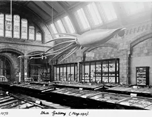 Teuthida: Shell Gallery, May 1911