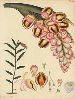 James Vere: Shell ginger, Alpinia zerumbet