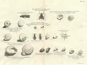Sloane: Shell and insect illustration