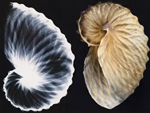 X Ray: Shell X-ray