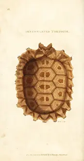 Denticulata: Shell of the yellow-footed tortoise, Chelonoidis denticulata