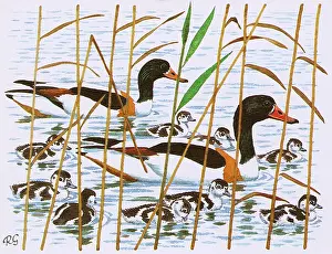Swims: Shellducks