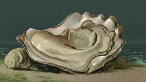 Balances: Shelled Oyster
