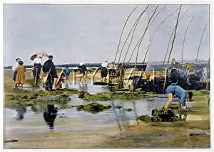 Rockpools: SHELLFISH FISHING/FRANCE