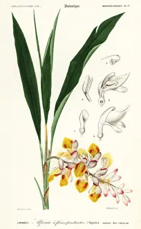 Louis Joseph Edouard Maubert: Shellflower, Alpinia nutans