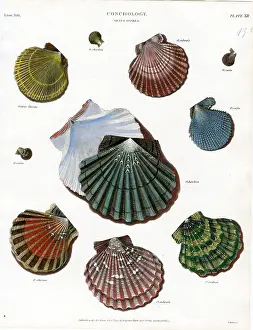 Shells