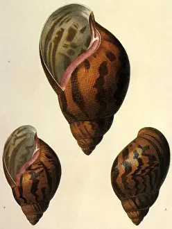 Seashell: Shells