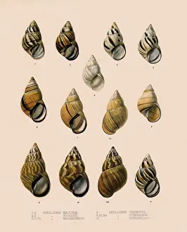 Seashell: Shells