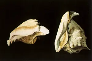 Filippo: Two Shells