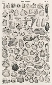 Clams: SHELLS AND BIVALVES