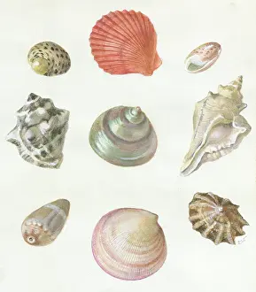 Nautical: Shells - nine different sea shells