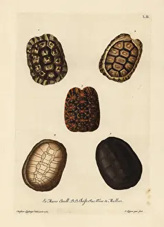 Hermanni: Shells of Hermann's, padloper, geometric tortoises