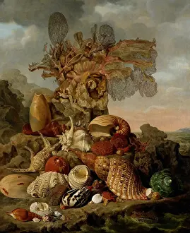 Morte: Shells and Marine Plants
