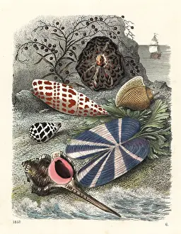 Mitra: Shells and seaweed on the shore