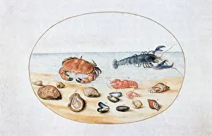 Shellfish: Shells and Shellfish Artist: Joris Hoefnagel