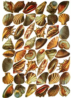 Nearly: Shells and More Shells