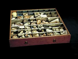 1743 1820: Shells from Sir Joseph Banks collection